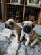 Pug Puppies for sale in Green Bay, WI, USA. price: $400
