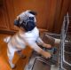 Pug Puppies for sale in New York, NY, USA. price: $700