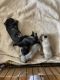 Pug Puppies for sale in Spokane, WA, USA. price: $150,000