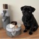 Pug Puppies for sale in Nashville, TN, USA. price: $750