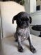 Pug Puppies for sale in Austin, TX, USA. price: $850