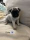 Pug Puppies for sale in Cookeville, TN 38506, USA. price: $800