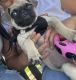 Pug Puppies for sale in San Diego, CA, USA. price: $800