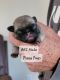 Pug Puppies for sale in Olin, NC 28660, USA. price: $1,600