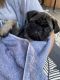 Pug Puppies for sale in Little Valley, NY 14755, USA. price: $800