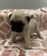 Pug Puppies for sale in Syracuse, NY, USA. price: NA