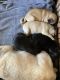 Pug Puppies for sale in Spokane, WA, USA. price: $100,000