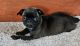 Pug Puppies for sale in New York, NY, USA. price: $500