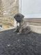 Pug Puppies for sale in Hartland, WI, USA. price: $700
