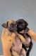 Pug Puppies for sale in Delhi, India. price: 12,000 INR
