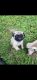 Pug Puppies for sale in Smithfield, NC 27577, USA. price: $800