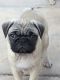 Pug Puppies for sale in Aurora, CO, USA. price: $650