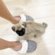 Pug Puppies for sale in New York, NY, USA. price: $500