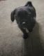 Pug Puppies for sale in Ardmore, OK 73401, USA. price: $300