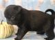 Pug Puppies for sale in Abilene, KS 67410, USA. price: $150,000