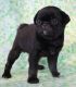Pug Puppies for sale in Abilene, KS 67410, USA. price: $200,000