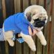Pug Puppies for sale in New York, NY, USA. price: $650