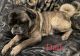 Pug Puppies for sale in Leland, NC, USA. price: $850