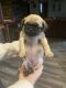 Pug Puppies for sale in Dale, TX 78616, USA. price: $400