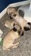 Pug Puppies for sale in Thornton, CO, USA. price: $300