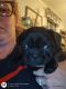Pug Puppies for sale in Antioch Pike, Nashville, TN, USA. price: $650