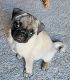 Pug Puppies for sale in Trenton, OH, USA. price: $600