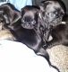 Pug Puppies for sale in Armstrong, IA 50514, USA. price: $900