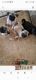 Pug Puppies for sale in Islandton, SC 29929, USA. price: $1,100