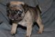 Pug Puppies for sale in Windsor, CT, USA. price: $1,200