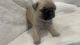 Pug Puppies for sale in Woodland Park, NJ 07424, USA. price: $1,500