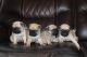Pug Puppies for sale in Houston, TX, USA. price: $600