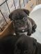 Pug Puppies for sale in Lexington, IN 47138, USA. price: $1,500