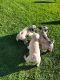 Pug Puppies for sale in Colorado Sporings, Colorado. price: $400