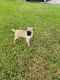 Pug Puppies for sale in Austin, TX, USA. price: $200