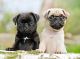 Pug Puppies for sale in New York, New York. price: $400