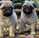 Pug Puppies for sale in New York City, New York. price: $600