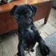 Pug Puppies for sale in Johnson City, Tennessee. price: $400