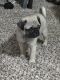 Pug Puppies for sale in New Braunfels, Texas. price: $1,200