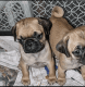 Pug Puppies for sale in Arvada, Colorado. price: $1,400