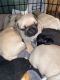 Pug Puppies for sale in Baytown, Texas. price: $500