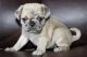 Pug Puppies for sale in Los Angeles, California. price: $550