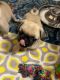 Pug Puppies for sale in Arp, Texas. price: $600
