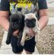 Pug Puppies for sale in San Antonio, Texas. price: $400