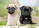 Pug Puppies for sale in Memphis, Tennessee. price: $400