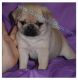 Pug Puppies for sale in Whitwell, Tennessee. price: $3,000