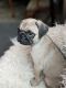 Pug Puppies for sale in Arvada, Colorado. price: $1,100
