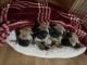 Pug Puppies for sale in Chino, California. price: $700