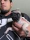 Pug Puppies for sale in Haslet, Texas. price: $400
