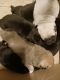 Pug Puppies for sale in Escondido, California. price: $300