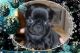 Pug Puppies for sale in Edgerton, WI 53534, USA. price: NA